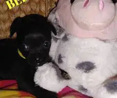 6 adorable Shih tzu Chihuahua puppies - 8