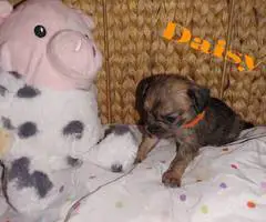 6 adorable Shih tzu Chihuahua puppies - 9
