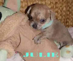 6 adorable Shih tzu Chihuahua puppies - 10