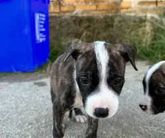 Baby pit bull puppies