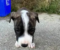 Baby pit bull puppies - 4