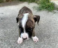 Baby pit bull puppies - 6