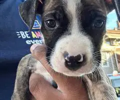 Baby pit bull puppies - 10