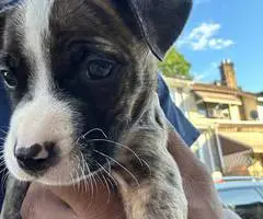 Baby pit bull puppies - 11