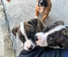 Baby pit bull puppies - 12