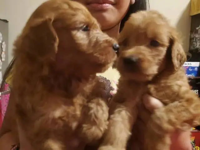 Mini goldendoodle pups - 1/9
