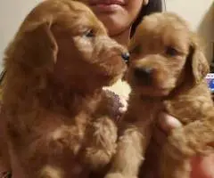 Mini goldendoodle pups