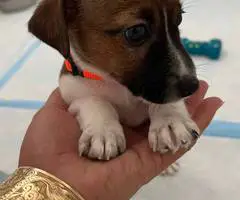 Pure bred tri-color Jack Russell puppies - 2