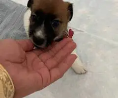 Pure bred tri-color Jack Russell puppies - 3