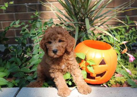 Maltipoo boy puppies for sale