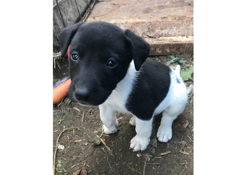 Border collie and labrador mix puppies