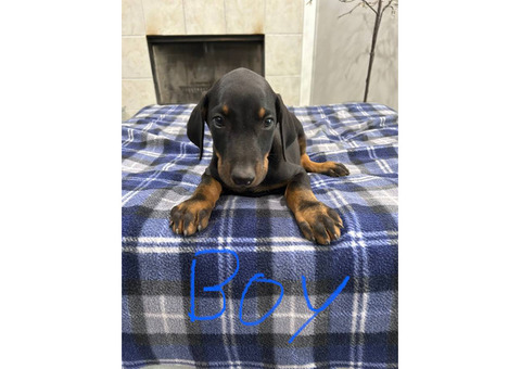 Full blood Doberman no papers