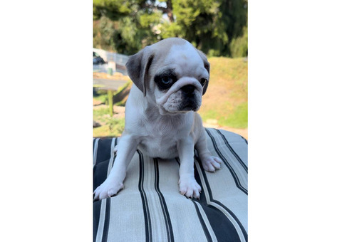 Gorgeous purebred AKC pug puppies