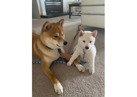 White Shiba Inu Puppy for Sale