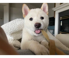 White Shiba Inu Puppy for Sale - 2