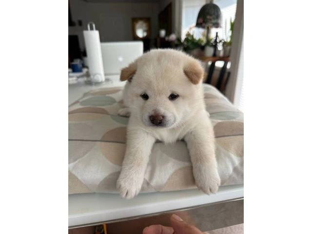 White Shiba Inu Puppy for Sale - 8/9