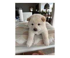 White Shiba Inu Puppy for Sale - 8