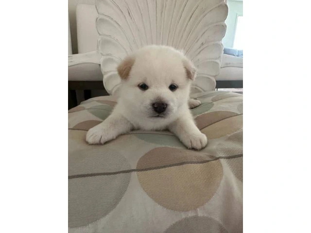 White Shiba Inu Puppy for Sale - 9/9