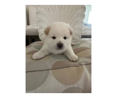 White Shiba Inu Puppy for Sale - 9