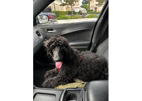 5 Months Old Standard Poodle for Sale