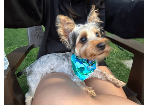 Silky terrier puppy for sale with extras