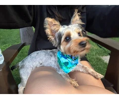 Silky terrier puppy for sale with extras