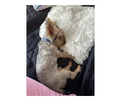 Silky terrier puppy for sale with extras - 3