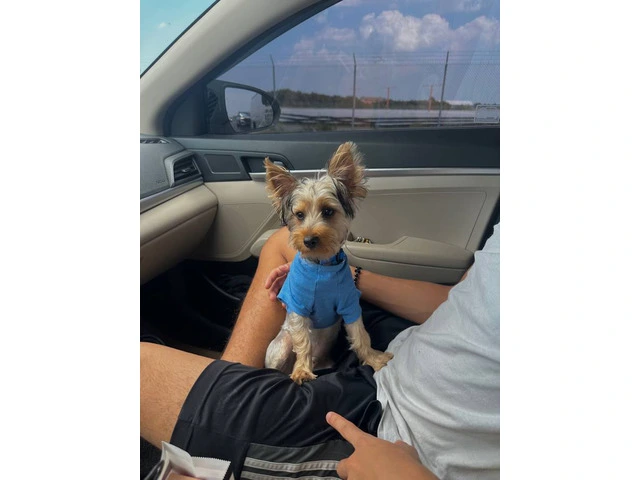 Silky terrier puppy for sale with extras - 4/7