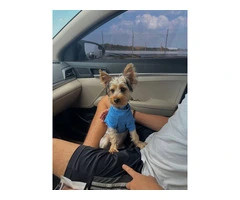 Silky terrier puppy for sale with extras - 4
