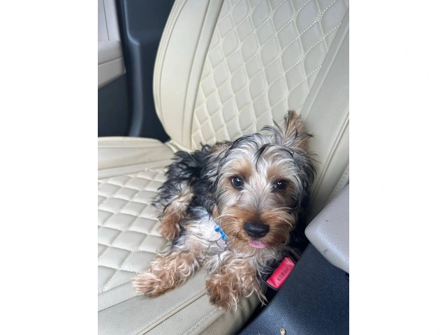 Silky terrier puppy for sale with extras - 5/7