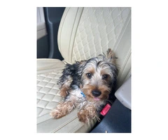 Silky terrier puppy for sale with extras - 5