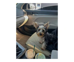 Silky terrier puppy for sale with extras - 6