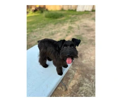 Young Mini Schnauzer puppy needs a home