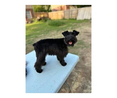 Young Mini Schnauzer puppy needs a home - 2