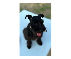 Young Mini Schnauzer puppy needs a home - 3