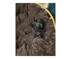 Young Mini Schnauzer puppy needs a home - 4