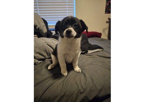 Pomchi puppy