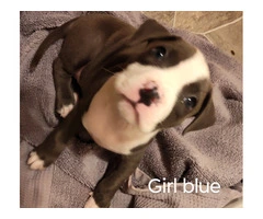Blue pit bull puppies - 2