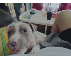 Blue pit bull puppies - 5