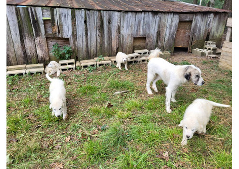 Great pyrenees Anatolian pups