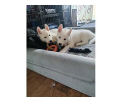 3 young male husky for adoption - 2