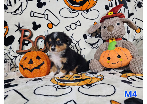 ASDR Toy Australian Shepherd puppies