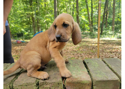 Beautiful AKC Bloodhound puppies