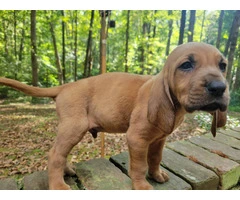 Beautiful AKC Bloodhound puppies - 2