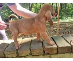 Beautiful AKC Bloodhound puppies - 8