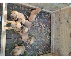 Beautiful AKC Bloodhound puppies - 9