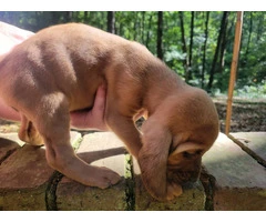 Beautiful AKC Bloodhound puppies - 10