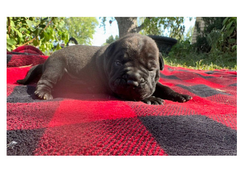 Cute and cuddly Bull-Pei Puppies