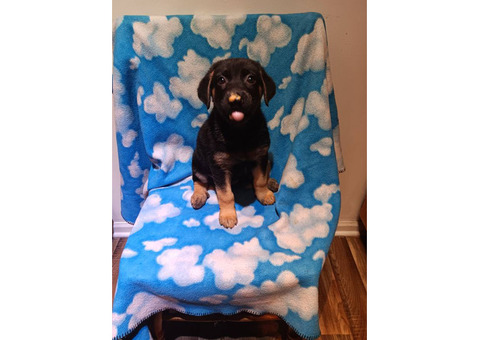 Shepsky $100