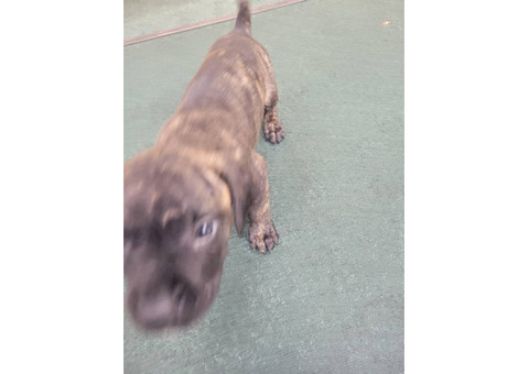 Presa Canario
